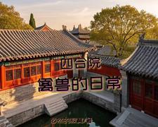 四合院，禽兽的日常